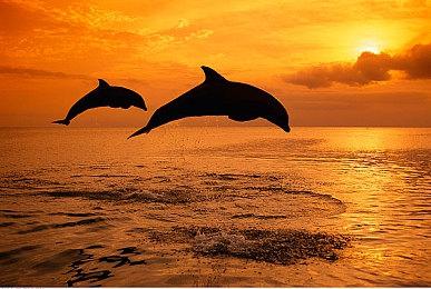 为什么说《夜莺传说》玩的越久，骂的越少？